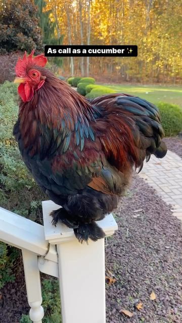 Jersey Silkies on Instagram: "This Partridge Cochin bantam is cool as a cucumber! I just can’t wait to have his offspring. 🥚🤎🥚 ✨ My collection of Cochins bantams for 2023 as follow! 🐣 Partridge Cochin bantams. 🐣 buff cochin bantams. 🐣 black Cochin bantams. 🐣 mottled Cochin bantam. 🐣 Penciled lace Cochin bantam. ✨ 📌 like and follow for more. #cochinchickens #buffcochin #cochinbantams #bantams #bantamchicken #backyardpoultry #njfarm #jerseysilkies #lapchicken #chickens #backyardchickens Cochin Bantam, Cochin Chickens, Fluffy Chicken, Bantam Chickens, Cool As A Cucumber, Chicken Keeping, Backyard Poultry, Golden Lace, Pet Chickens