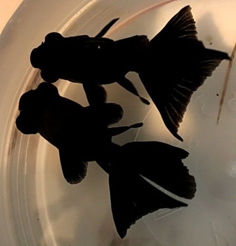 black moor goldfish Black Moor Goldfish, Goldfish Species, Black Goldfish, Comet Goldfish, Fantail Goldfish, Goldfish Tank, Pretty Fish, Fish Breeding, Japanese Fish