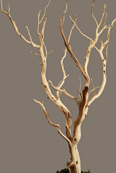 Manzanita Branches Branch Crafts, Tree Branch Crafts, Manzanita Tree, Manzanita Branches, Tree Branch Decor, Tall Centerpieces, Hanging Candles, Wedding Centerpieces Diy, Branch Decor