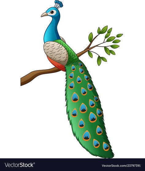 Peacock Cartoon Drawing, Cute Peacock Illustration, Cute Peacock Drawing, Peacock Drawing For Kids, Peacock Drawing Easy, Peacock Cartoon, Birds Peacock, Peacock Illustration, Cute Peacock