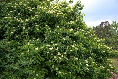 How to Grow and Care for Silky Dogwood Silky Dogwood, Azure Butterfly, Dogwood Bush, Dogwood Shrub, Euonymus Alatus, Cabin Garden, Dark Green Leaves, Burning Bush, Garden Plan