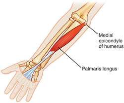 Medial Epicondyle, Palmaris Longus, Forearm Anatomy, Wrist Anatomy, Levator Scapulae, Peroneus Longus, Anatomy Flashcards, Human Muscle Anatomy, Median Nerve