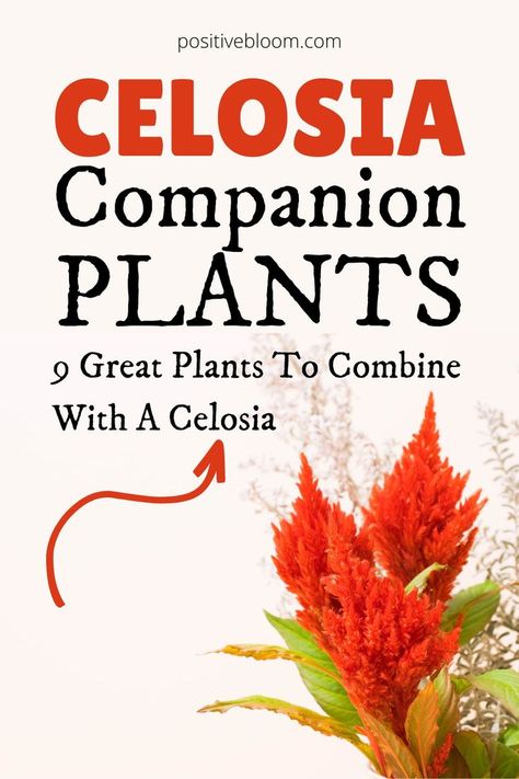 Celosia Companion Plants - 9 Great Plants To Combine With A Celosia Celosia Container Ideas, Celosia Planter Ideas, Celosia Flower Pots Ideas, Celosia Flower Pots, Celosia Flower Landscaping, Celosia Plant, Bay Leaf Tree, Celosia Flower, Summer Planters