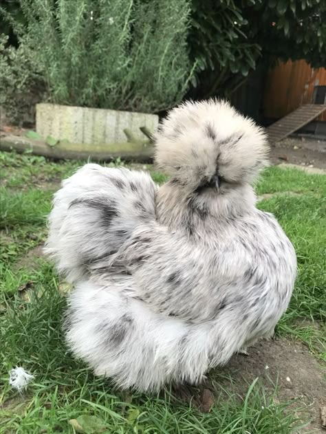 Splash Silkie Chicken, Silkies Chickens, Silky Chickens, Chicken Silkie, Silky Chicken, Fluffy Chickens, Silkie Hen, Fluffy Chicken, Chicken Coop Garden