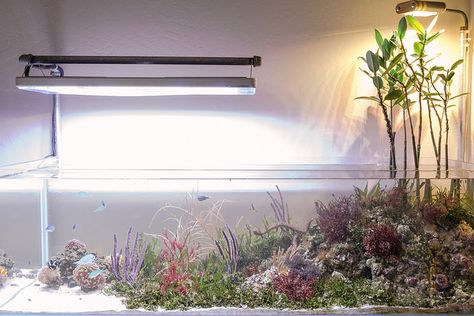 [​IMG] Saltwater Aquarium Rockscape, Mangrove Aquarium, Seahorse Aquarium, Reef Aquascaping, Dream Aquarium, Reef Tank Aquascaping, Nano Reef Tank, Biotope Aquarium, Saltwater Aquariums