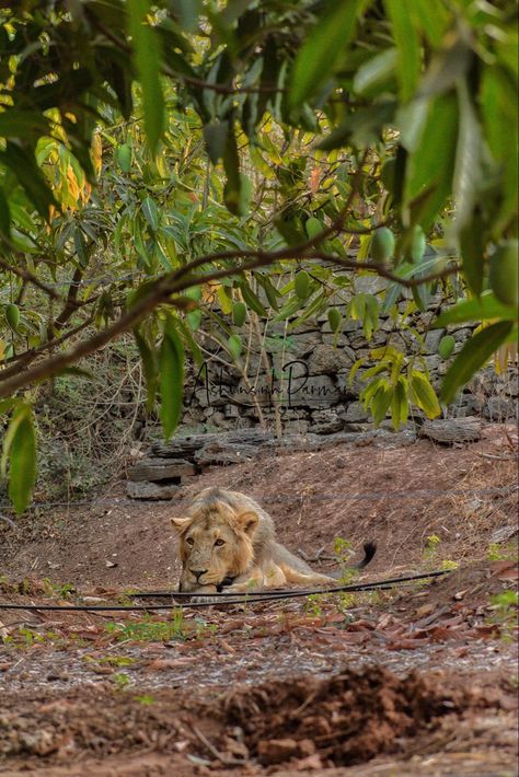 Gir Lion Photography, Junagadh Snap, Gir National Park, Snooker Room, India Trip, Lion Photography, Fairs And Festivals, National Park Photos, Nature Life