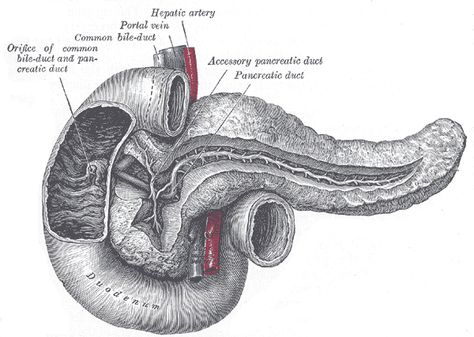 Human Digestive System, Bile Duct, Medical Training, Surprising Facts, Anatomy Drawing, Medical Illustration, Anatomy And Physiology, Anatomy Art, Human Anatomy