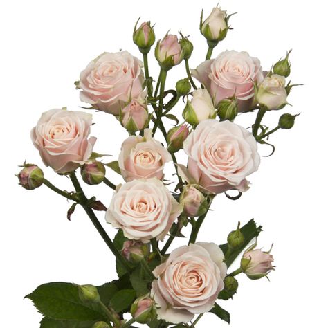 Rosaflora- Spray Rose- Sweet 4Tune Pale Pink Spray Roses, Blush Spray Rose, Pink Spray Roses, June Flowers, Miniature Roses, Rose Spray, Vintage Colour Palette, Asiatic Lilies, Green Hydrangea