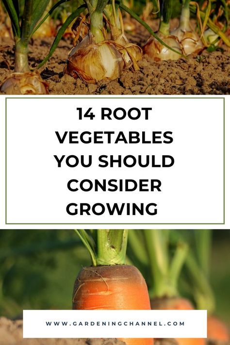 onions and carrots in garden with text overlay fourteen root vegetables you should consider growing Growing Root Vegetables, Root Vegetable Garden, Most Healthy Vegetables, Herbs Growing, Vegetables Garden, Sacred Garden, Different Types Of Vegetables, Metal Raised Garden Beds, Garden Layout Vegetable