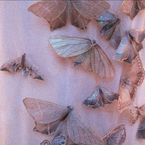 Pink Butterfly Aesthetic, Flying Butterflies, Butterfly Aesthetic, Aesthetic Header, Pink Aesthetic, We Heart It, Butterflies, Daisy, Lost