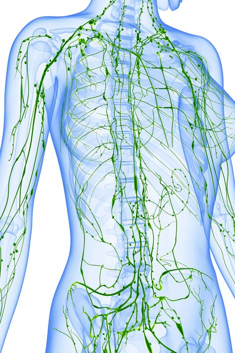 Best Herbs for Lymphatic Drainage: System Detox & Support - Pioneer Health Homestead Herbs For Nerve Pain, Lymph Glands, Lymph System, Lymph Drainage, Drainage System, Adaptogenic Herbs, Nerve Damage, Nerve Pain, Healing Herbs