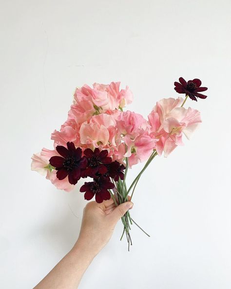 Bloom Assembly on Instagram: “Fresh bunch of sweetness: chocolate cosmos & sweet peas. We call these delicate stems “dancers” because they bring whimsy & lightness to an…” Chocolate Cosmos, Sweet Peas, Peach Flowers, Sweet Pea, Fresh Flowers, Peas, Cosmos, Arizona, Dancer