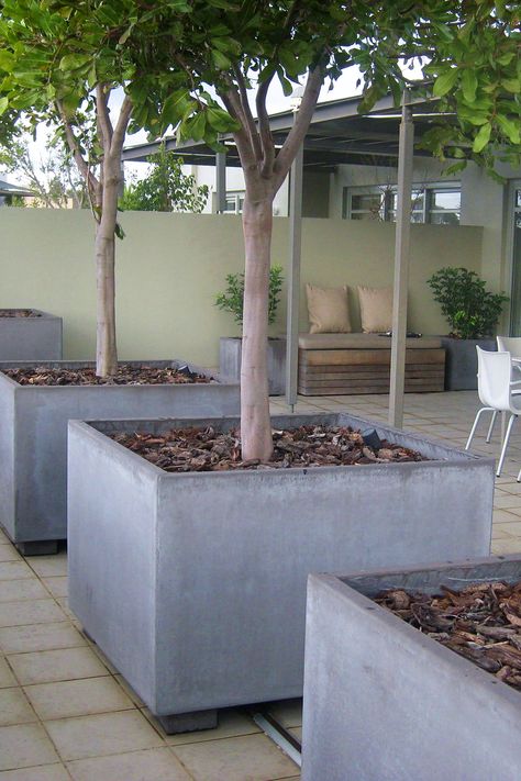 Cube planter boxes with feature trees create instant shade and a courtyard garden oasis. Concrete Tree Planter, Tree Boxes Planter Outdoor, Diy Tree Planter, Large Tree Planters, Garden Pyramid, Free Decorating Ideas, Cube Planter, Concrete Planter Boxes, Watering Trees