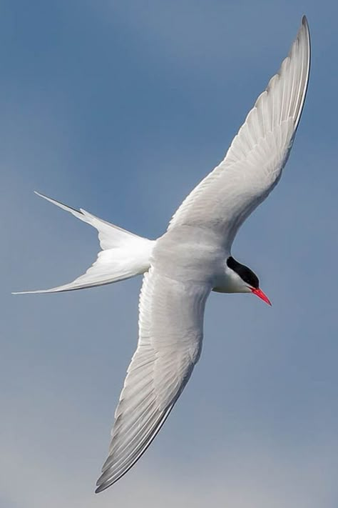 Sterna paradisaea, Arctic tern, family Laridae has a circumpolar breeding distribution covering the Arctic and sub-Arctic regions of Europe, Asia and North America. It is strongly migratory, seeing two summers each year as it migrates along a convoluted route from its northern breeding grounds to the Antarctic coast for the southern summer and back again about six months later. They are long-lived, many reaching fifteen to thirty years of age. They eat mainly fish and small marine invertebrates. Arctic Tern, Southern Summer, Bird Beaks, Bird Aviary, Bird Carving, Shorebirds, Pretty Animals, Small Island, Hanging Art