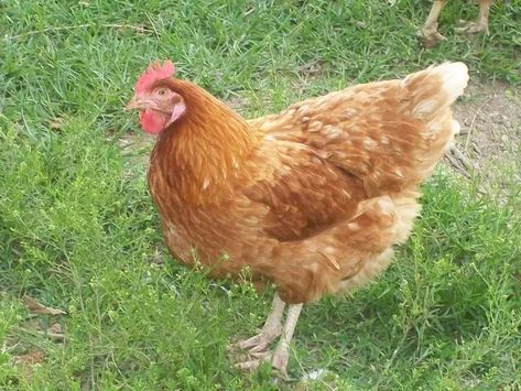 Golden Comet Chicken Lifespan - Consort Design Golden Comet Chicken, Best Chickens For Eggs, Best Laying Chickens, Leghorn Chickens, Laying Chickens Breeds, Farming Ideas, Hen Farm, Laying Chickens, Best Egg Laying Chickens