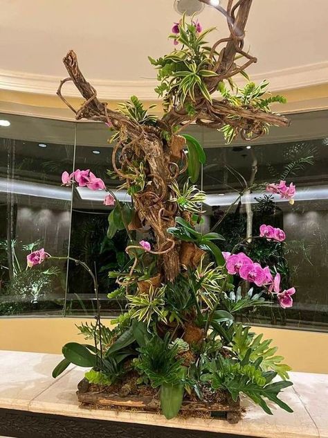 Orchid Window Display, Large Orchid Planter, Indoor Orchid Display, Orchid Planting Ideas, Orchid House Ideas, Orchid Display Ideas, Orchid Aesthetic, Orchid Room, Philippines Aesthetic