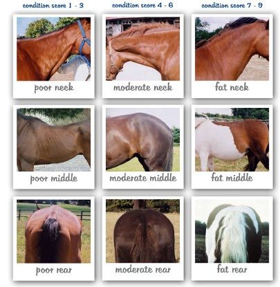 Horse Weight, Equine Nutrition, Horse Information, Healthy Horses, Horse Exercises, Horse Care Tips, Horse Facts, Nutrition Consultant, Horse Info