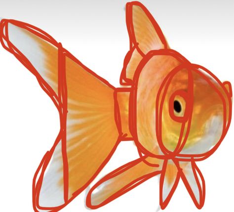 Goldfish Drawing Reference, Drawing Base Animals, Goldfish Reference, Animal Anatomy Art, Animal Drawing Reference, Goldfish Sketch, Art Style Traditional, Goldfish Drawing, Fruit Drawings