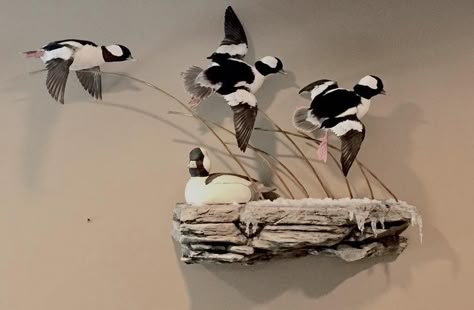 Bufflehead Duck Mount, Forrest Bedroom, Taxidermy Room, Duck Decoy Decor, Duck Taxidermy, Duck Hunting Decor, Duck Mounts, Horn Ideas, Antler Mounts