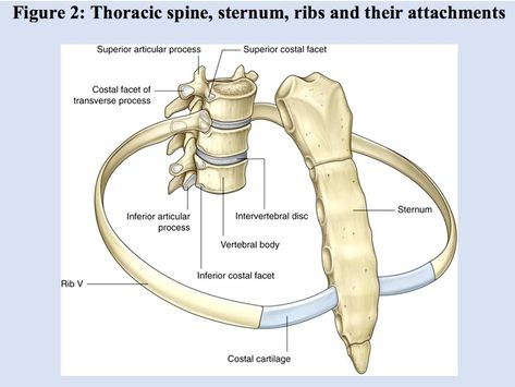 Hyoid Bone, Human Skeleton Anatomy, Radiology Student, Text Neck, Anatomy Bones, Skeleton Anatomy, Human Environment, Basic Anatomy And Physiology, Medical Laboratory Science