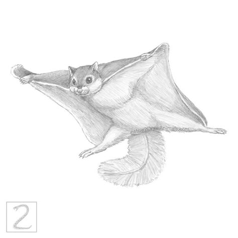 Graphite pencil drawing of a flying squirrel in flight How To Draw A Flying Squirrel, Flying Animals Drawing, Animal Pictogram, Squirrel Drawing Easy, Flying Squirrel Drawing, Cat Hand Drawing, Squirrel Video, Squirrel Drawing, Cats Pretty