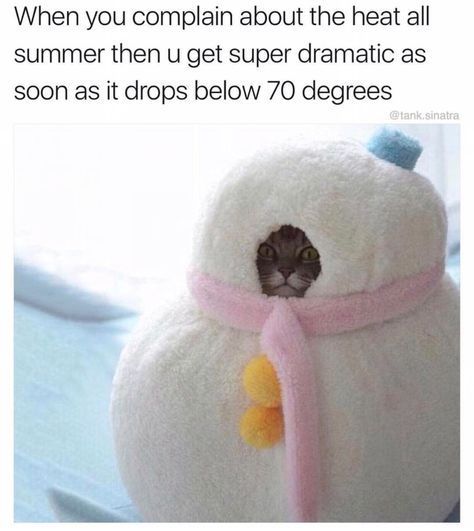 31 - Hilarious meme about when summer ends and starts to cool down Gatto Carino, Pet Costumes, Cats Meow, Crazy Cat Lady, 귀여운 동물, Crazy Cats, Cat Pics, Cat Love, Cat Memes