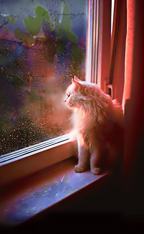 Rainy Morning Gif, Goodnight Gif, Autumn Gif, Rain Gif, Rainy Winter, Fall Cats, Rainy Morning, Night Gif, Autumn Rain