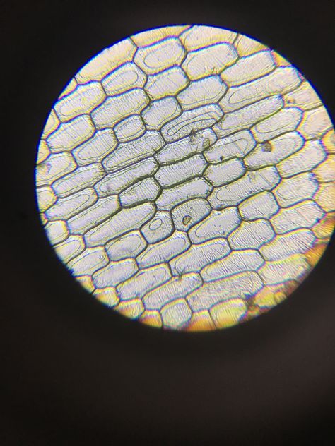 10x objective view! Onion Skin, Under A Microscope, Things Under A Microscope, Science, Skin, Quick Saves