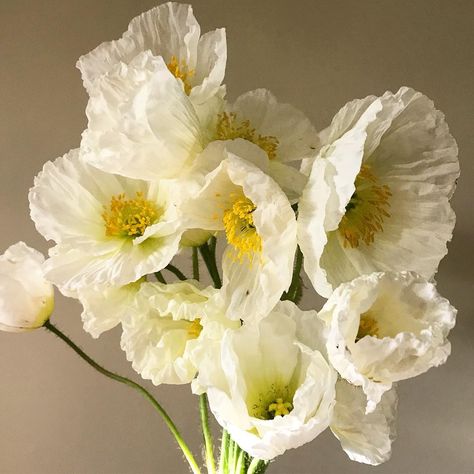 White Poppies Bouquet, Icelandic Poppies Wedding, Icelandic Poppy Wedding Bouquet, White Poppy Bouquet, Poppy Wedding Bouquet, Poppy Flower Bouquet, Poppies Bouquet, Iceland Poppies, Iceland Poppy