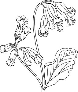 PublicDomainVectors.org-Vector image of cowslip Hur Man Ritar Blommor, Rose Outline, Leaf Coloring Page, Outline Images, Flower Outline, Detailed Coloring Pages, Illustration Botanique, Book Flowers, Wild Plants