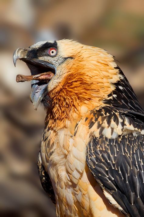 Vulture Marvel, Bearded Vulture, Weird Birds, Raptors Bird, Tattoo Animal, Vulture Culture, Kwazulu Natal, Animal Sketches, Exotic Birds