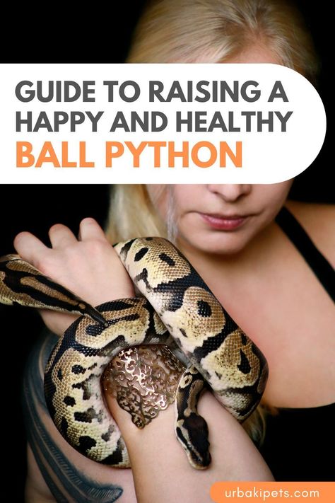 Looking for a perfect pet snake that's easy to handle and care for? Meet the Ball Python! Also known as Royal Pythons, these snakes are a popular choice for pet owners because of their small size and docile temperament. Whether you're a seasoned reptile enthusiast or a first-time owner, our step-by-step guide will teach you everything you need to know to provide the best possible care for your ball python. From setting up the perfect habitat to feeding and handling, we've got you covered. Snake Care Ball Python, Snake Tank Setup Ball Python, Ball Python Enrichment, Black Ball Python, Snake Terrarium Ideas Ball Python, Python Habitat, Pet Snakes For Beginners, Ball Python Cage, Pet Ball Python