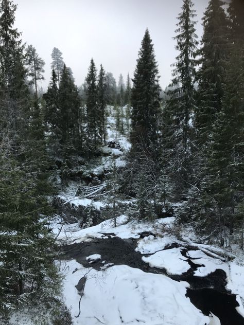 When a Nordic forest bath becomes a fairytale – Stories from the Wood Wide Web Nordic Forest Aesthetic, Nordic Folklore Aesthetic, Dark Nordic Aesthetic, Nordic Astethic, Mattias Helvar Aesthetic, Nordic Winter Aesthetic, Scandinavian Winter Aesthetic, Nordic Viking Aesthetic, Mattias Helvar