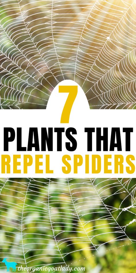 Snake Repellant Plants, Plants That Repel Spiders, Snake Repellant, Natural Spider Repellant, Spider Repellent, Plants That Repel Flies, Greenhouse Building, Building A Greenhouse, Snake Repellent