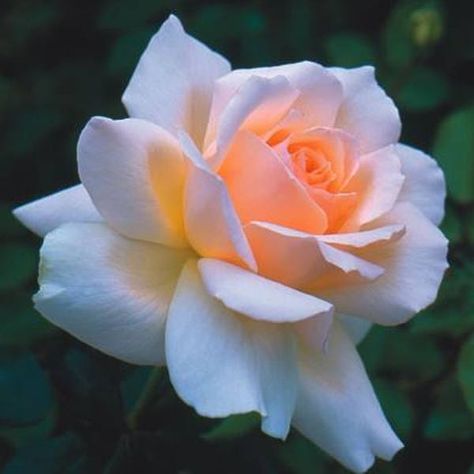 Rose Hardy, Single White Rose, Rose Buket, Yellow Rose Bouquet, Beauty Bush, Rose Reference, Hybrid Tea Rose, Rose Belle, Rose Seeds