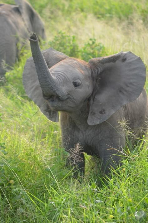 Volunteer with Via Volunteers in South Africa and check out our beautiful babies in the wild! Elephant Elephant Calf, Baby Elephants, Save The Elephants, Elephant Love, African Elephant, Cute Elephant, An Elephant, Sweet Animals, Animal Photo