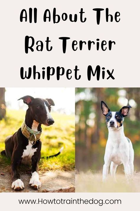 Whippet Rat Terrier Mix Whippet Mix, Rat Terrier Mix, Rat Terrier, Rat Terriers, Terrier Mix, Whippet, Health Issues, Greyhound, Dog Pictures