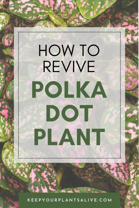 Is your polka dot plant looking a bit under the weather? Discover the top tips on ‘How to revive a polka dot plant’ in our latest guide! Pink Polka Dot Plant, Inside Gardening, Polka Dot Plant, Inside Garden, Under The Weather, Water Plants, Eye Catching Colors, Plant Life, Garden And Yard