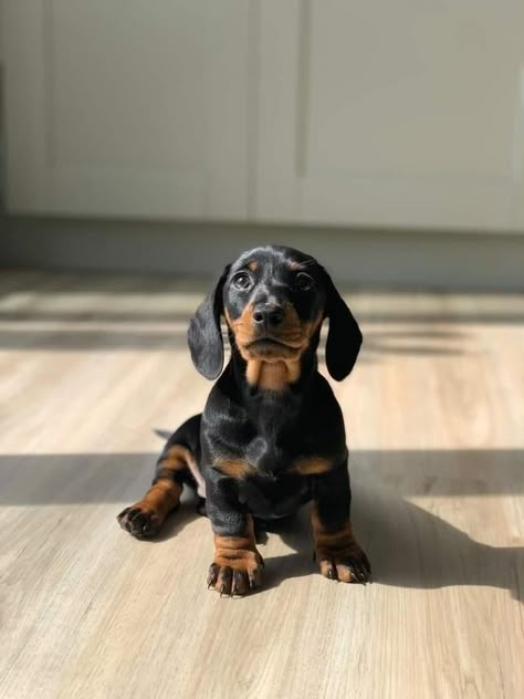 Black And Tan Dachshund Puppy, Brown And Black Dachshund, Black Weiner Dog, Mini Dachshund Aesthetic, Sausage Dog Aesthetic, Miniature Dachshund Puppies, Daschund Puppies, Bookstagram Posts, Black And Tan Dachshund