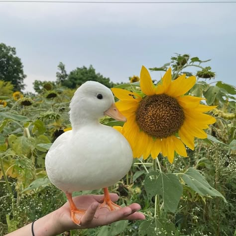 Ducks Coop, Farming Aesthetic, Farm Life Aesthetic, Farms Animals, Drawing Farm, Ducks Cute, Farm Animal Decor, Aesthetic Farm, Iphone Customization