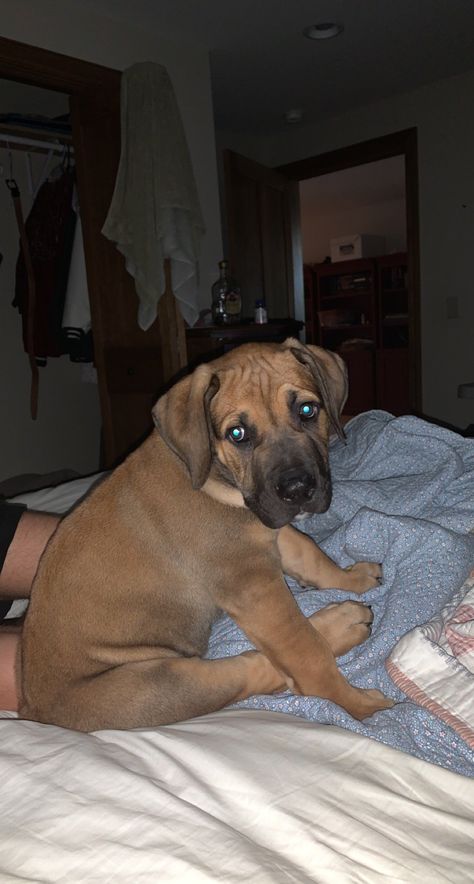 Boerboel Puppy Boerboel Puppies, South African Mastiff, Mastiff Puppies, Sweet Guys, Amazing Dogs, South African, How To Run Longer, Best Dogs, Dogs And Puppies