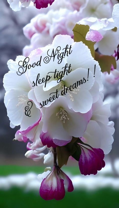 Good Night My Friend Sweet Dreams, Good Night Sweet Dreams Cute Beautiful, Good Night Sweet Dreams Cute, Good Night My Friend, Pleasant Dreams, Goodnight Wishes, Good Night Friends Images, Good Night Prayer Quotes, Night Love Quotes