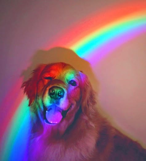 Fun Dog, Dog Activities, Golden Retrievers, A Rainy Day, Funny Cartoon, Cute Little Animals, 귀여운 동물, Cute Funny Animals, A Rainbow