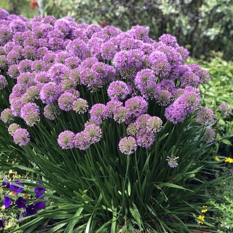 ALLIUM_SERENDIPITY_ORNAMENTAL_ONION_GC_ALLSE_03 Serendipity Allium Flowers, Bluestone Landscaping, Allium Serendipity, Serendipity Allium, Perennials For Sun, Ornamental Onion, Front Yard Flowers, Onion Flower, Allium Flowers