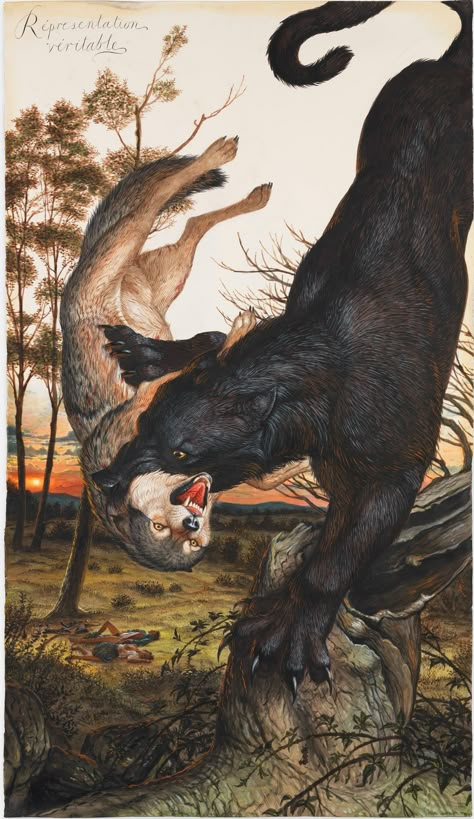 Walton Ford explores the relationship between humans and animals in artist's first show in Paris. Walton Ford, Spirit Animals, Art Et Illustration, Prehistoric Animals, Wolf Art, Creature Design, Creature Art, The Beast, Animal Paintings