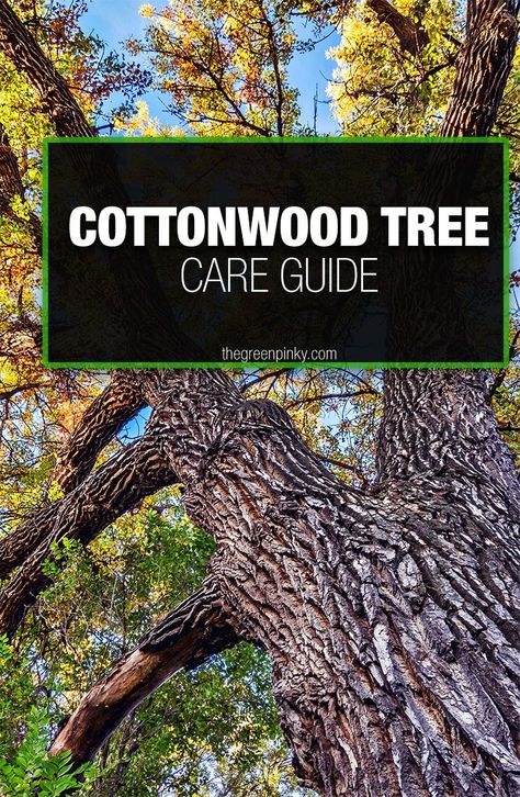 Planning on growing a Cottonwood Tree? Come learn our best cottonwood tree care tips on the Green Pinky so you can be successful #TheGreenPinky #CottonwoodTree Sourwood Tree, Cottonwood Leaf, Cottonwood Tree, Leaf Beetle, Types Of Fruit, Lawn Equipment, Tree Seeds, Tree Trimming, Tree Care