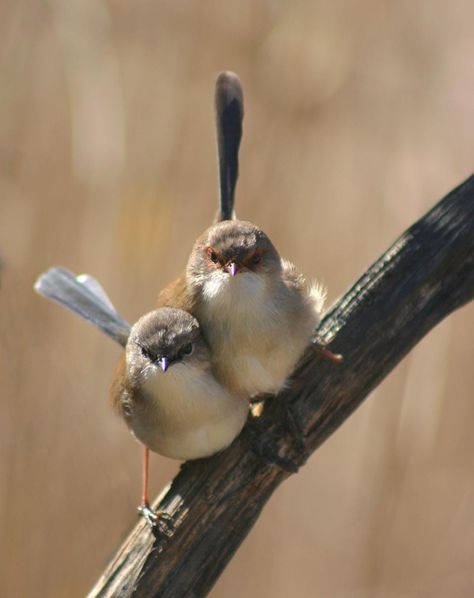 Tiny Bird, Australian Birds, Pretty Birds, Little Birds, Small Birds, Birds Of Paradise, Wild Birds, Wren, Bird Watching