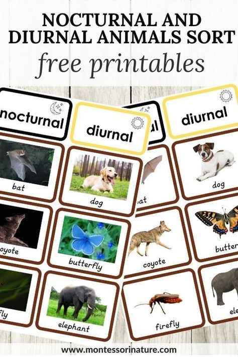 Nocturnal and Diurnal Animals Sort - Free Printable - Montessori Nature Nocturnal Animals Sensory Activities, Nocturnal Animals Preschool Gross Motor, Nocturnal Animals Kindergarten Free, Nocturnal Vs Diurnal Animals Preschool, Diurnal Animals Preschool, Kindergarten Nocturnal Animals, Montessori Nocturnal Animals, Nocturnal And Diurnal Animal Activities, Nocturnal Preschool Activities