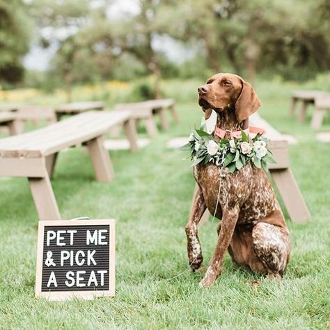 Don't mind if we do! 🐶 #theknot #regram 📷: @paigevaughnphoto Venue: @stonehousevilla Pup: @zoey_gsp Puppy Parents: @rachaelannkelley… Puppy Wedding, Gsp Puppies, Pick A Seat, Wedding Pets, Future Wedding Plans, Dog Wedding, Here Comes The Bride, Wedding Wire, Fun Wedding