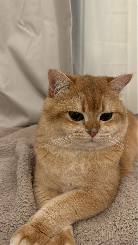 Orange Shorthair Cat, British Golden Cat, English Shorthair Cat, Golden British Shorthair Kitten, Ginger British Shorthair, British Short Haired Cat, British Shorthair Cats Golden, Orange British Shorthair, Brown British Shorthair